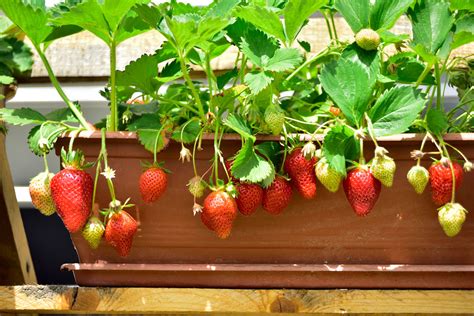 How To Diy A Beautiful Fruit Garden In Your Backyard Lyngso Garden