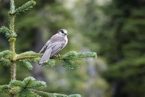 Gray Jay Canadas National Bird Comox Valley Bc Canada Flickr