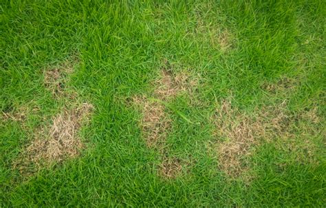 Treating Your Lawn For Dead Spots Stewarts Lawn