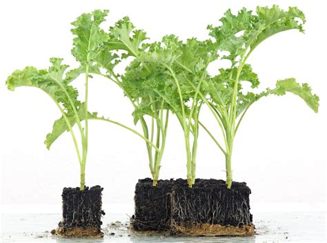 How To Plant Kale Seeds Chicago Land Gardening