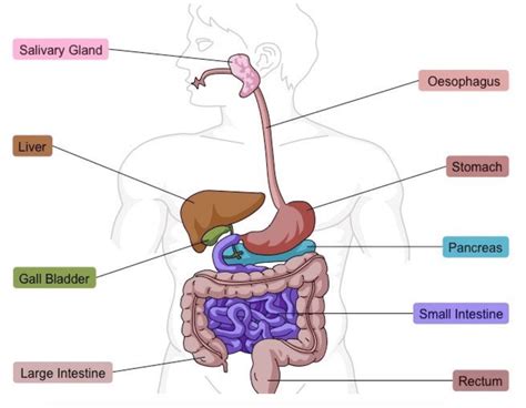Labelled Diagram Of Human Digestive System - GCE AQA BIOL - The Digestive System - biology Digestion digestive system