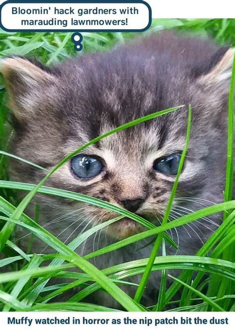 Check spelling or type a new query. The horror - Lolcats - lol | cat memes | funny cats ...