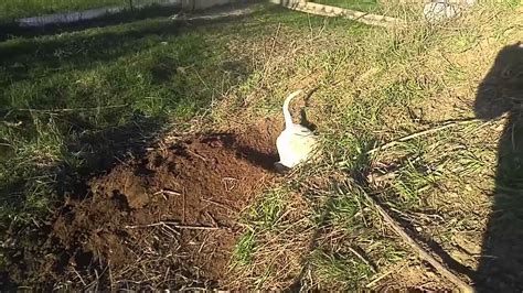 View From Underground As Our Dog Burrows Into A Rabbit Burrow Youtube