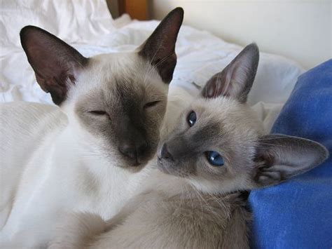 One Seal And One Blue Point Siamese Siamese Kittens Blue Point Siamese Siamese Cats