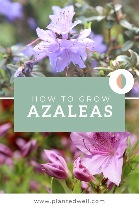 Tips On How To Grow Azaleas From Seeds Azalea Flower Azalea Shrub