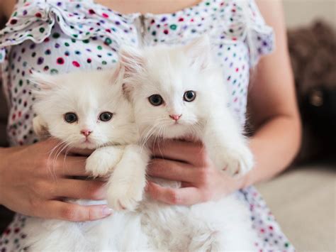 Baby Kitten For Adoption Anna Blog