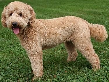 How to stop your dog from barking. F1 Mini/Medium English Goldendoodle puppies for Sale in ...