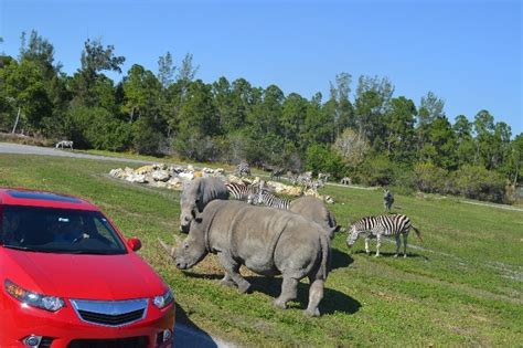 Lion Country Safari Tickets Loxahatchee Fl Tripster
