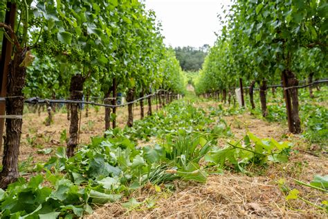 Howell Mountain Appellation of Napa Valley
