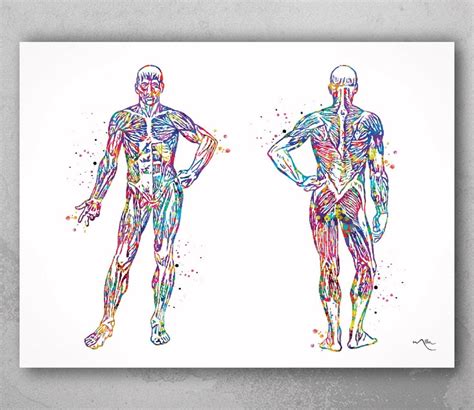 Muscular System Watercolor Print Human Body Anatomy Art Etsy