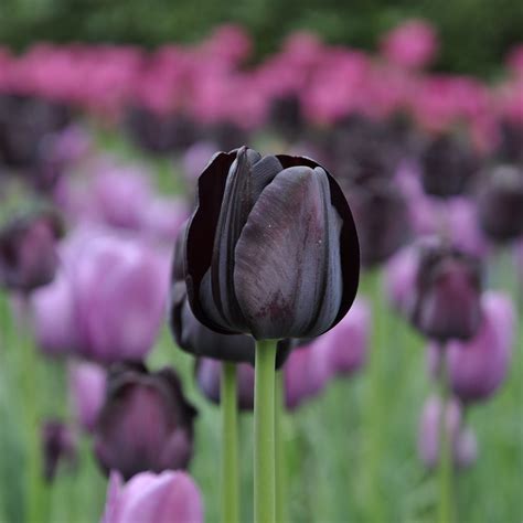 Bolethe Knudsen Black Tulip Flowers Careers Black Tulips Photos And
