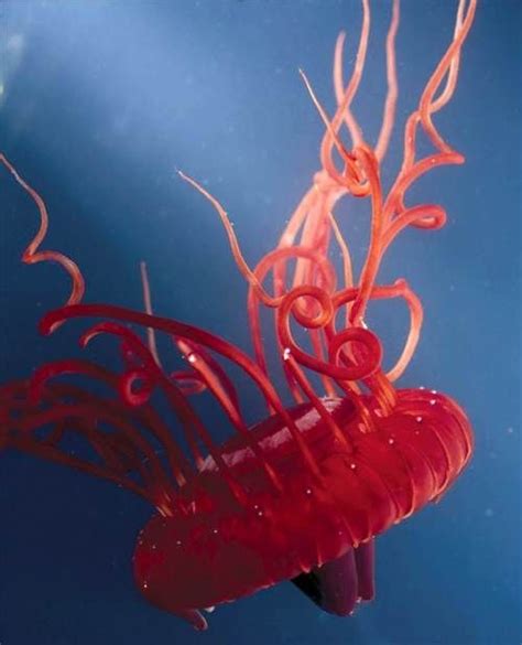 Atolla Jellyfish Jellyfish Species Deep Sea Creatures Sea Creatures