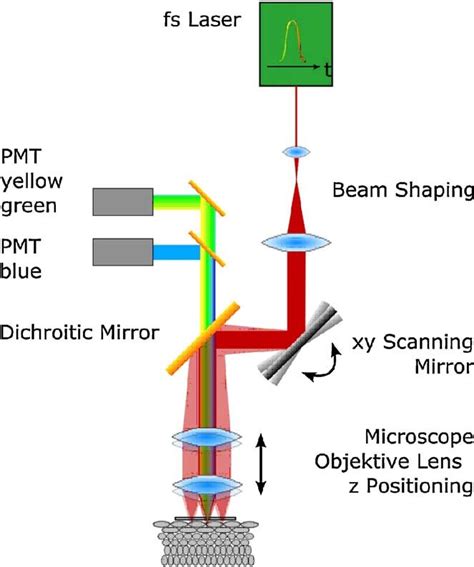 Basic Scheme Of A Two Photon Microscope With Spectral Band Imaging