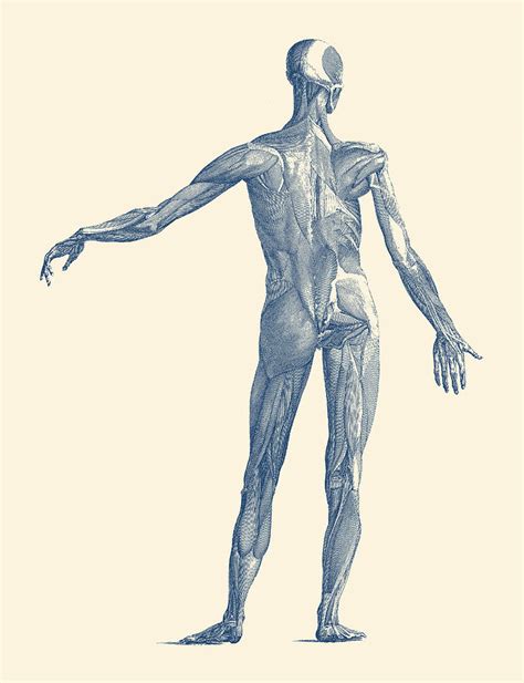 Human Muscular System Vintage Anatomy Poster Drawing By Vintage