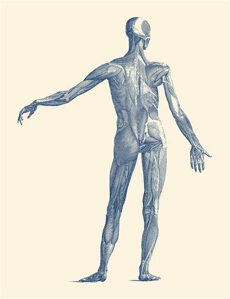 Choose from up to 5 unique, high quality paper types to meet your creative or business needs. Human Muscular System - Vintage Anatomy Poster Drawing by Vintage Anatomy Prints