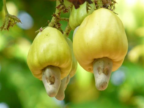 From wikimedia commons, the free media repository. Gajus (in Malay) | Anacardiaceae (cashew family ...