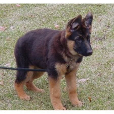 Sable, and black and tan. Von Der Stadtrand, German Shepherd Dog Breeder in ...