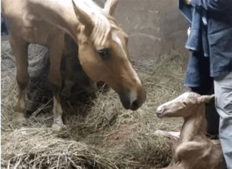 Mare Gives Birth To Beautiful Foal But Moments Later Owners Witness