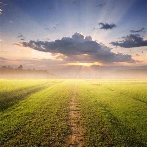Way Of Grass Grass Fields And Sunset On The Way Stock Photo Image Of