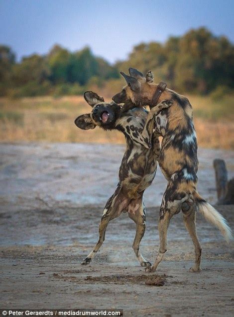 Pro pac ultimate, the ultimate in pet nutrition. African wild dogs attack hyena that had been stalking them ...