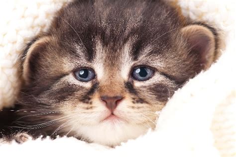 Do Cats Cry What To Know And What To Do About A Crying Cat Catster