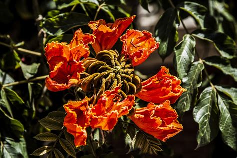 Walking Arizona African Tulip Tree