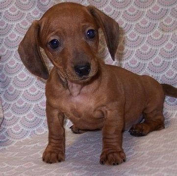 We have 4 miniature dachshund puppy for sale 2 girls and 2 boys they are 8 weeks old come with first vaccination and microchip, vet checked, wormed and fleas. Miniature Dachshund Puppies For Sale | Joliet, IL #294967