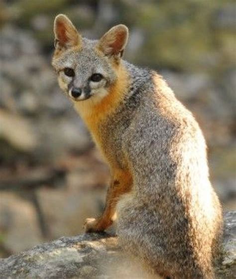 The Gray Fox Graceful Beautiful Interesting And Not A Dog Animals