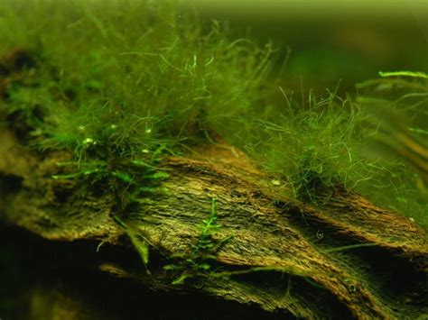 The Battle Against Aquarium Algae Exploring The Causes Types And