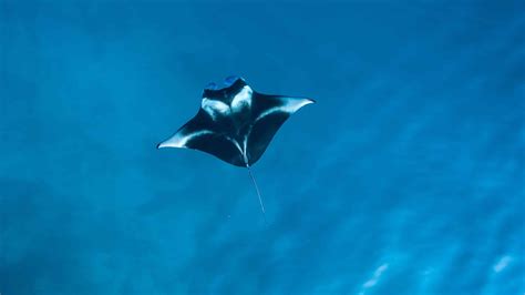 Manta Ray Snorkeling In Kona Everything You Need To Know Exactly