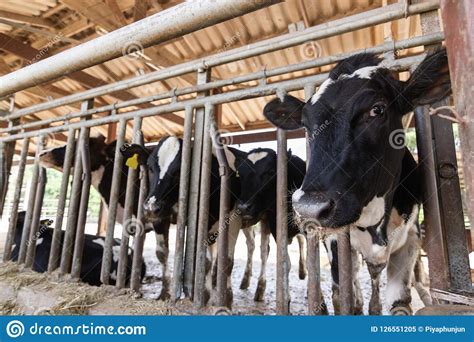 Cows On A Farm And Herd Of Cows Eating Hay In Cowshed Stock Image Image Of Herd Rural 126551205