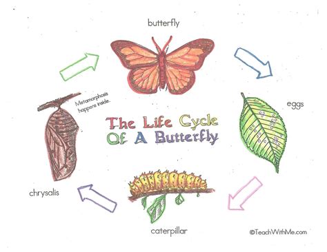 Butterfly Life Cycle Poster Charts Butterfly Life Cycle Posters