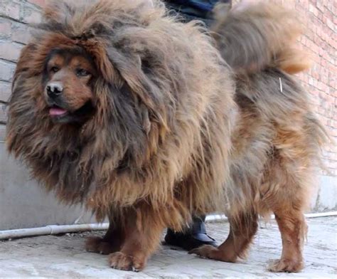Mastiffs Mastiff Type Dog Breeds Molossers Very