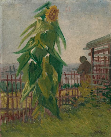 Vincent Van Gogh Allotment With Sunflower Van Gogh Museum
