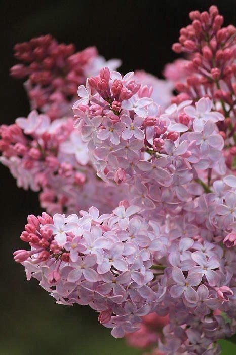 25 Light Pink Lilac Seeds Tree Fragrant Hardy Perennial Flower 374 Us