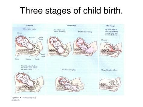 Stages Of Birth Diagram