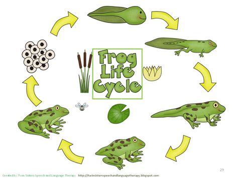 Life Cycle Clipart Life Cycle Clip Art And Stock Illustrations My Xxx