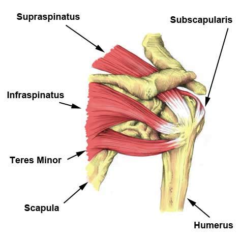 The muscles and tendons of the rotator cuff form a sleeve around the anterior, superior, and posterior humeral head and glenoid cavity of the shoulder by compressing the glenohumeral joint. Shoulder MRI's in Asymptomatic elite volleyball athletes ...
