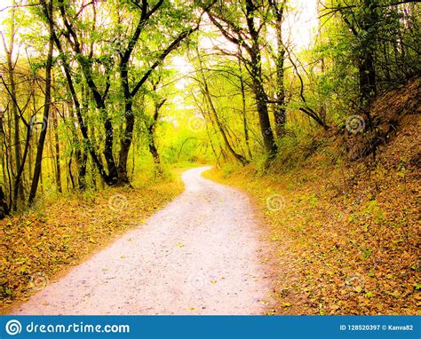Autumnal Forest Road Stock Image Image Of Tree Road 128520397