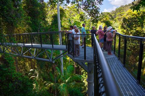 Tamborine Rainforest Skywalk — Where To Guide Tamborine