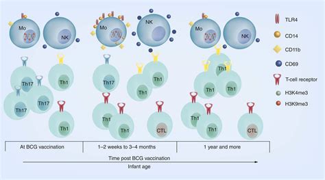 Heterologous Effects Of Infant Bcg Vaccination Potential Mechanisms Of