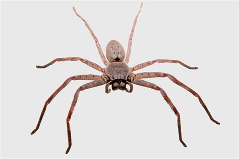 Filehuntsman Spider Grey Bg04 Wikimedia Commons
