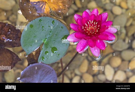 Water Lotus Flower Floating On The Water Vibrance Color Stock Photo