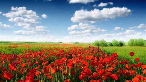 1920x1080 Poppies Nature Sky Clouds Field Coolwallpapersme