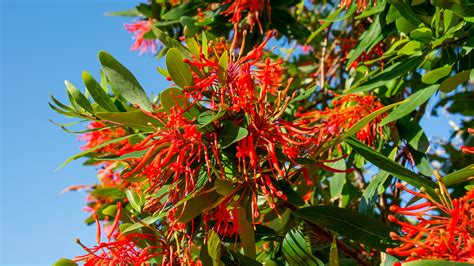 Firebush Everything You Should Know Before Planting