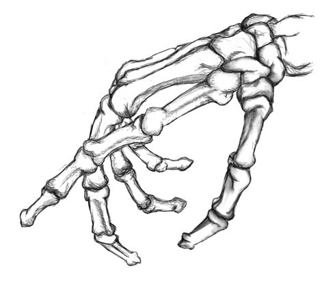 Keep reading for my favorite list of books and printable. The best free Skeleton drawing images. Download from 3391 free drawings of Skeleton at GetDrawings