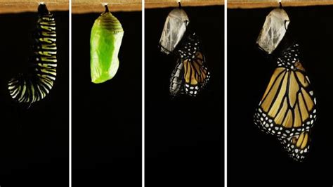 Watch A Caterpillar Become A Butterfly Butterfly Metamorphosis