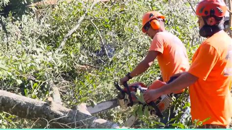 Loganville ga trees that may fall or break into a building or on a person are always approved for tree removal. Tree Services Woodstock ga | Acworth Tree Removal - YouTube
