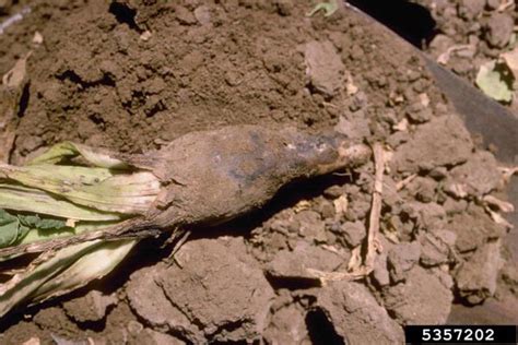 A cannabis iron deficiency is usually seen first on bright yellow new leaves, and the. What's wrong with my plant? : Garden : University of ...