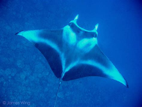 How Can You Tell Individual Manta Rays Apart